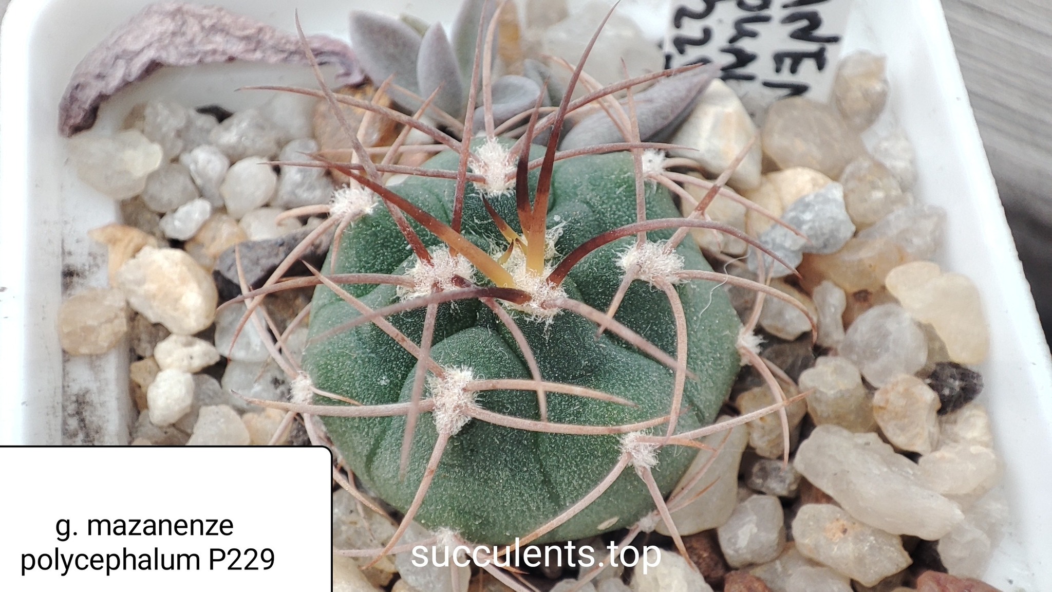 gymnocalycium mazanenze polycephalum P229