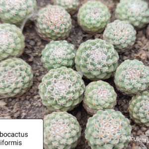 strombocactus disciformis