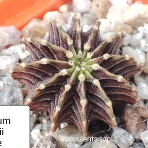gymnocalycium mihanovichii Agua Dulce