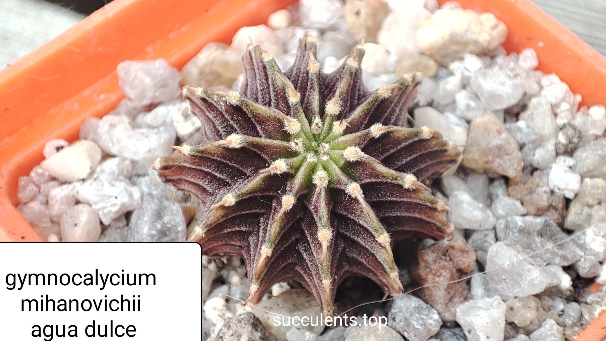 gymnocalycium mihanovichii Agua Dulce