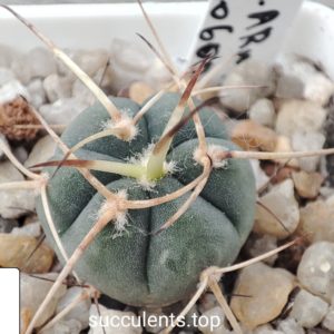 gymnocalycium armatum JO600