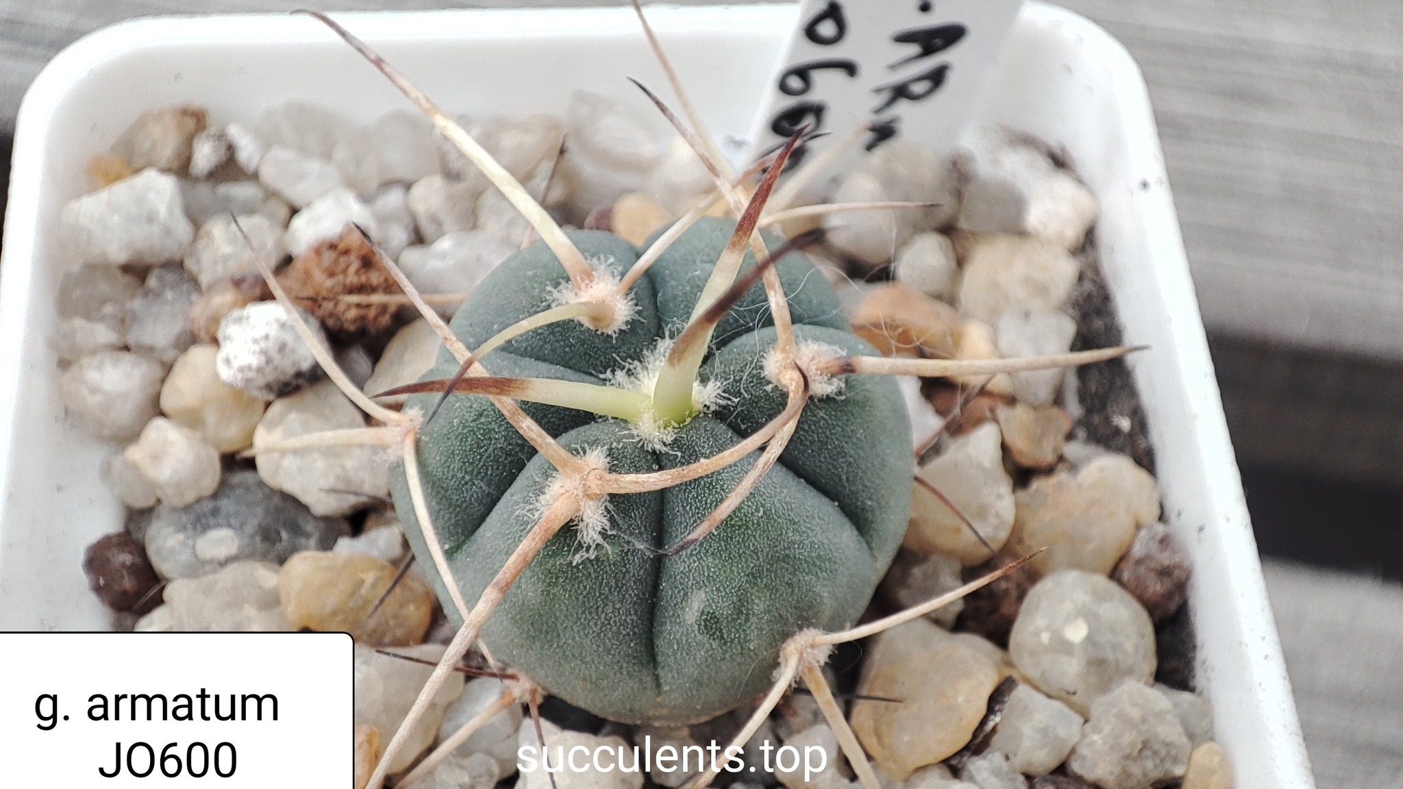 gymnocalycium armatum JO600