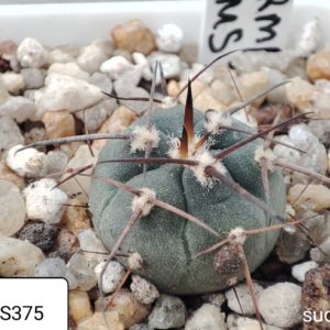 gymnocalycium armatum MS375