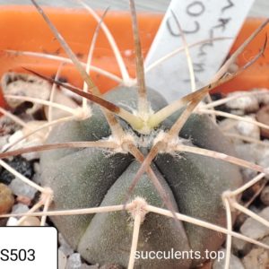 gymnocalycium armatum VS503