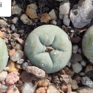 lophophora diffusa koehresii