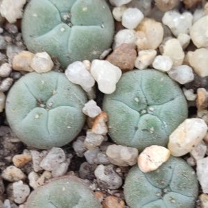 lophophora williamsii MEX54