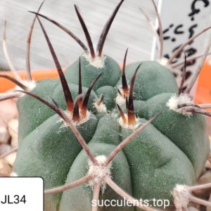 gymnocalycium brevispinum JL34