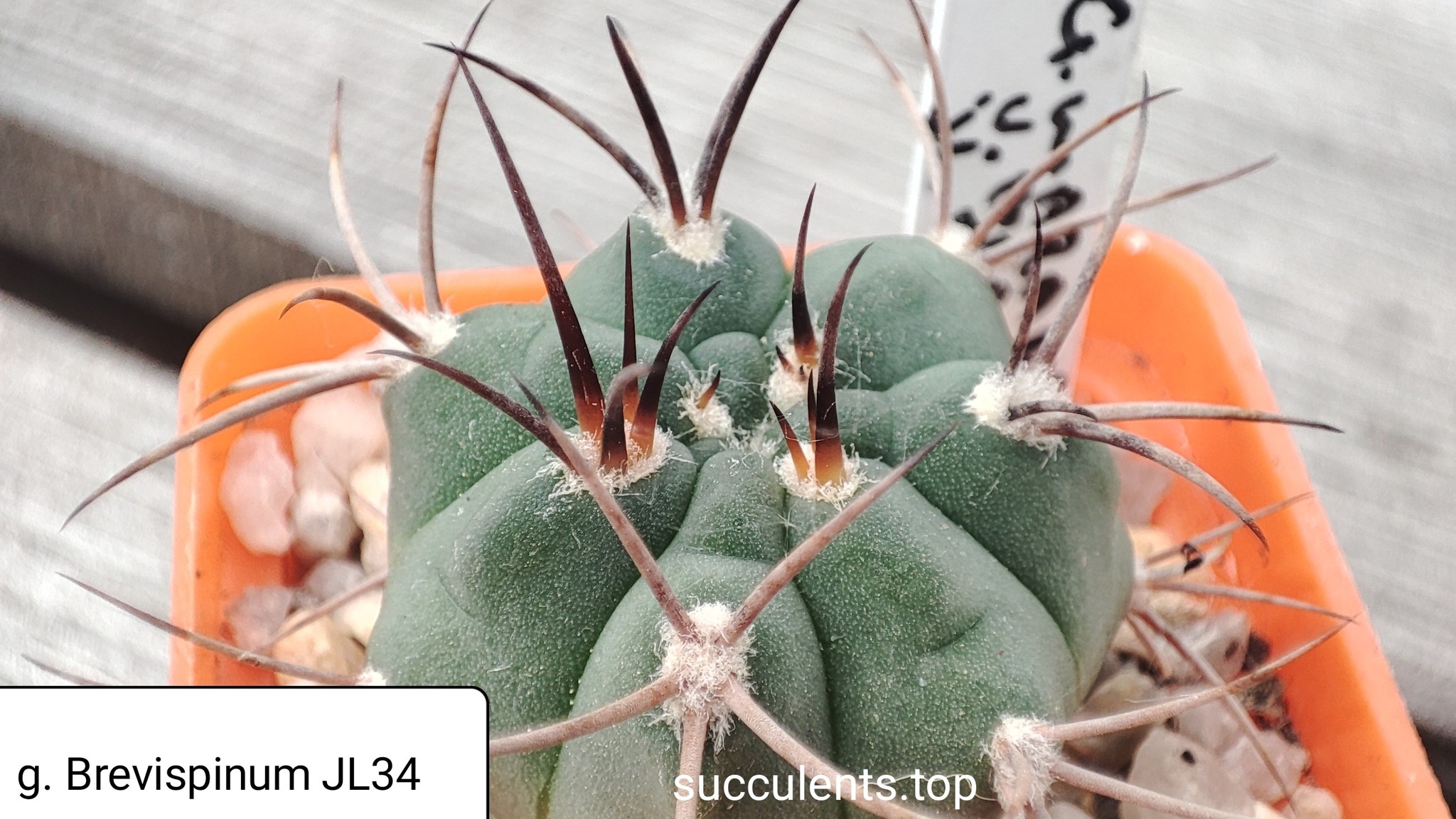 gymnocalycium brevispinum JL34