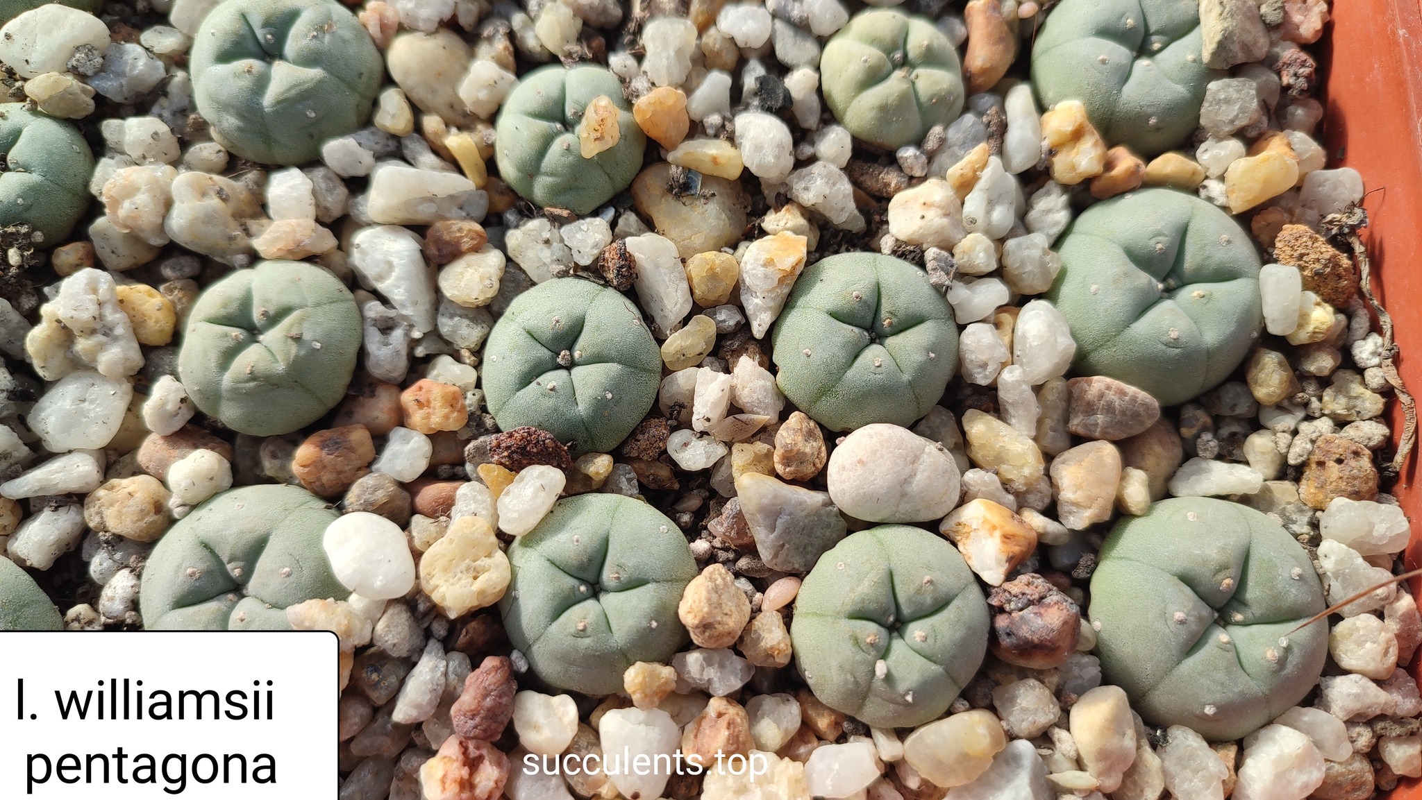 lophophora williamsii pentagona