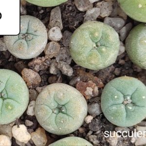 lophophora fricii San Pedro