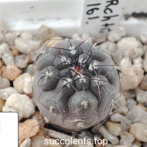 gymnocalycium berchii VS161