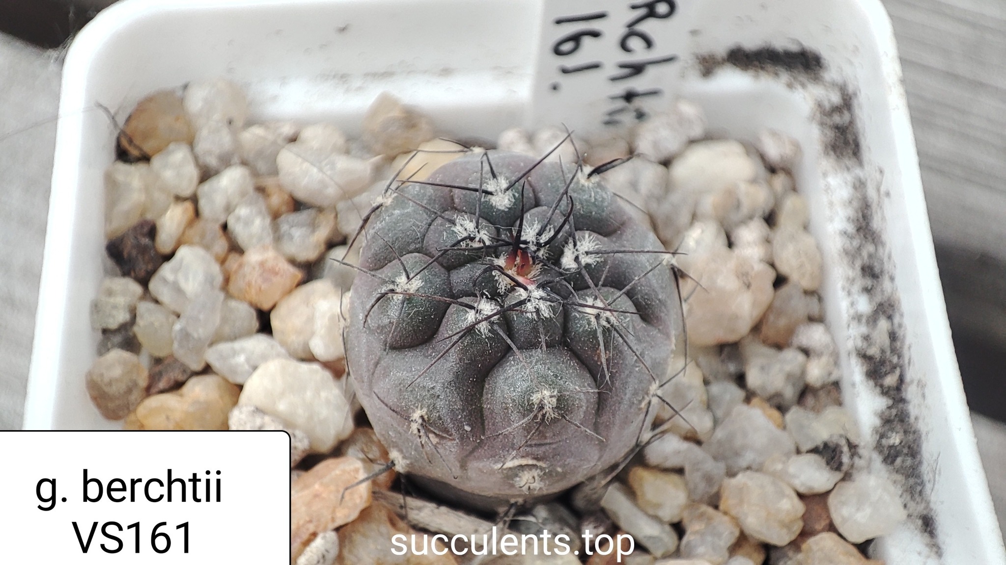 gymnocalycium berchii VS161