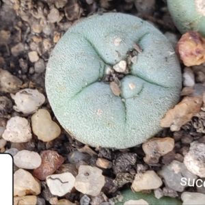lophophora fricii La Pe