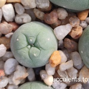 lophophora diffusa