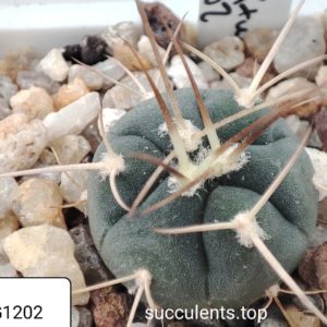 gymnocalycium armatum VG1202