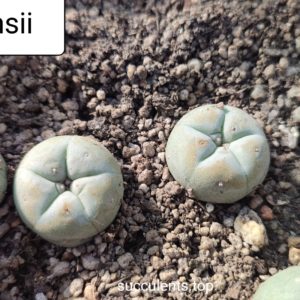 lophophora williamsii