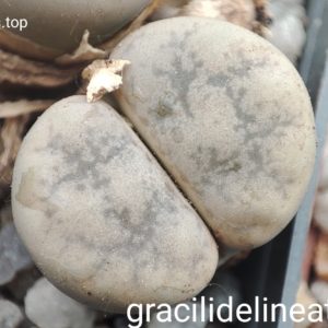 насіння lithops gracilidelineata Basel seeds