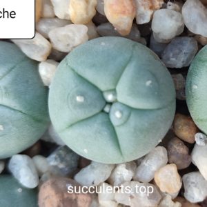 lophophora williamsii huizache