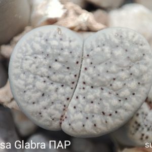 насіння lithops verruculosa Glabra ПАР seeds