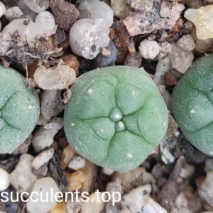 lophophora viridiscens MZ1199
