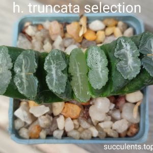 haworthia truncata selection
