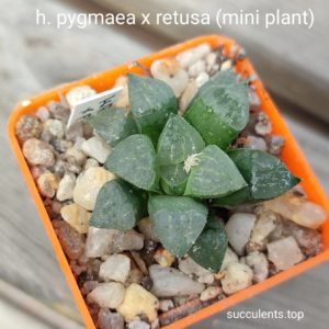 haworthia pygmeae x retusa mini plant