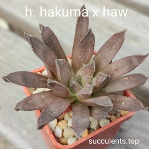 haworthia hakuma x haw