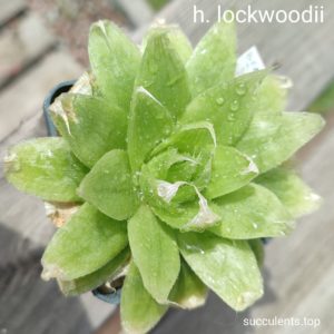 haworthia lockwoodii