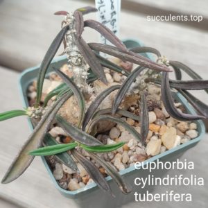 uphorbia cylindrifolia tuberifera