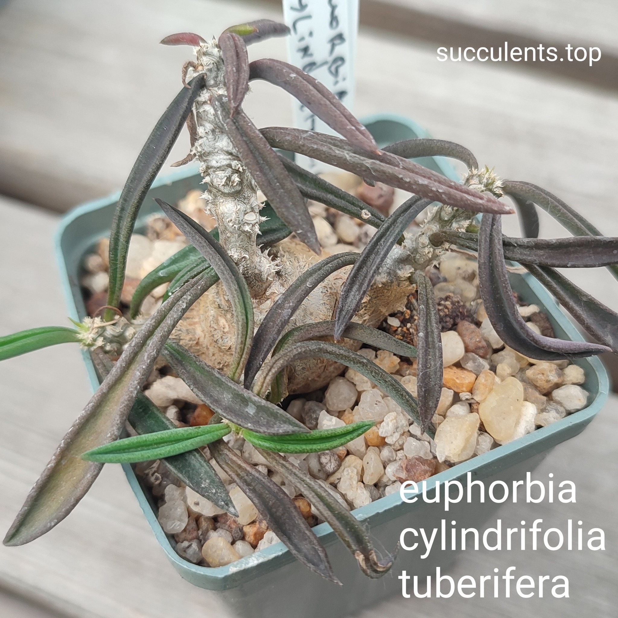 uphorbia cylindrifolia tuberifera