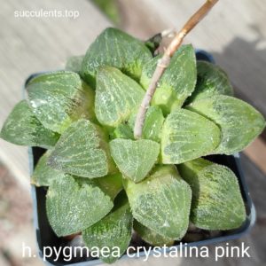 haworthia pygmeae crystlina pink
