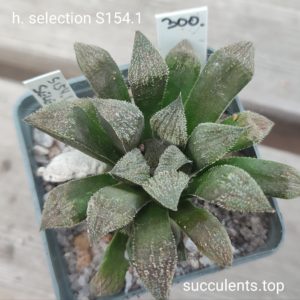 haworthia S154.1