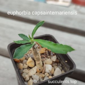 euphorbia capsaintemariensis