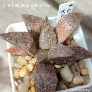 haworthia picta S276.1