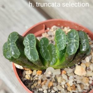 haworthia truncata selection