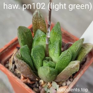 haworthia PN102