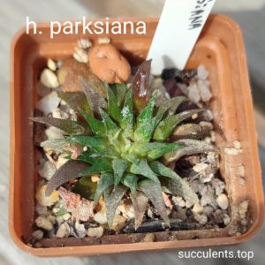 haworthia parksiana