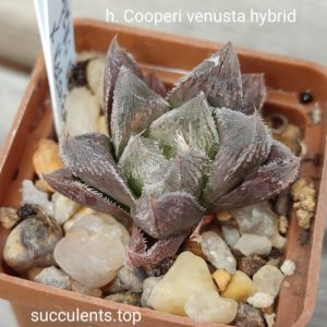 haworthia cooperi venusta hybrid