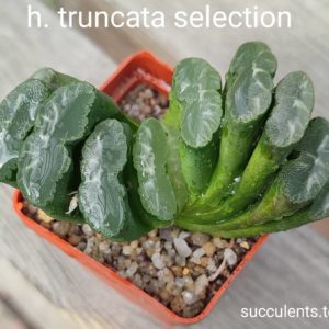 haworthia truncata selection