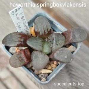 haworthia springbokvlakensis