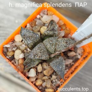 haworthia magnifica splendents