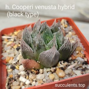 haworthia cooperi venusta hybrid (black typ)