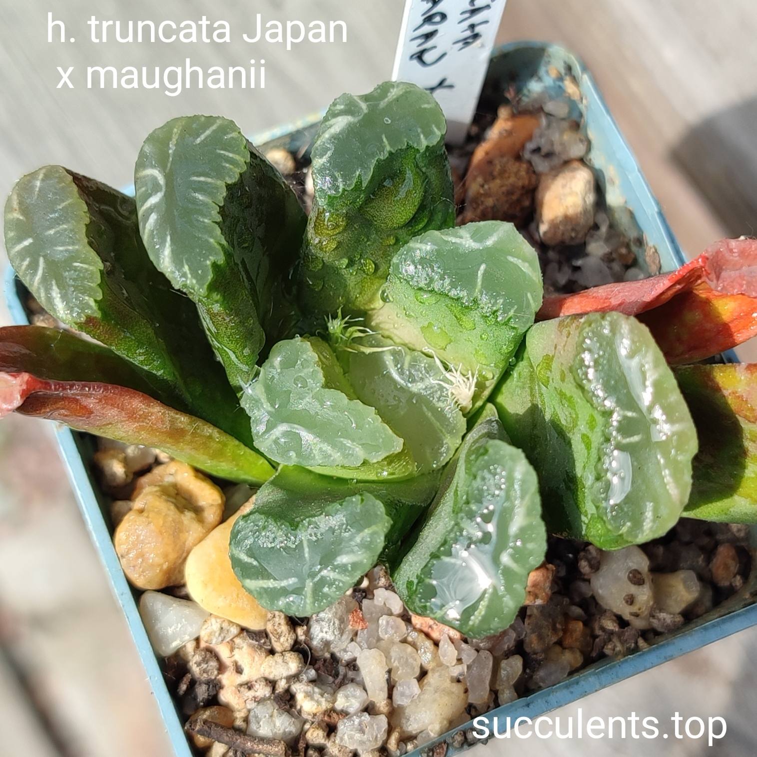 haworthia truncata japan x maughanii