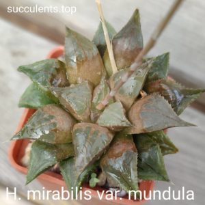haworthia mirabilis mundula
