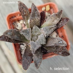 haworthia selection