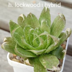 haworthia lockwoodii hybrid