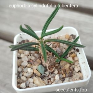 euphorbia cylindrifolia tuberifera