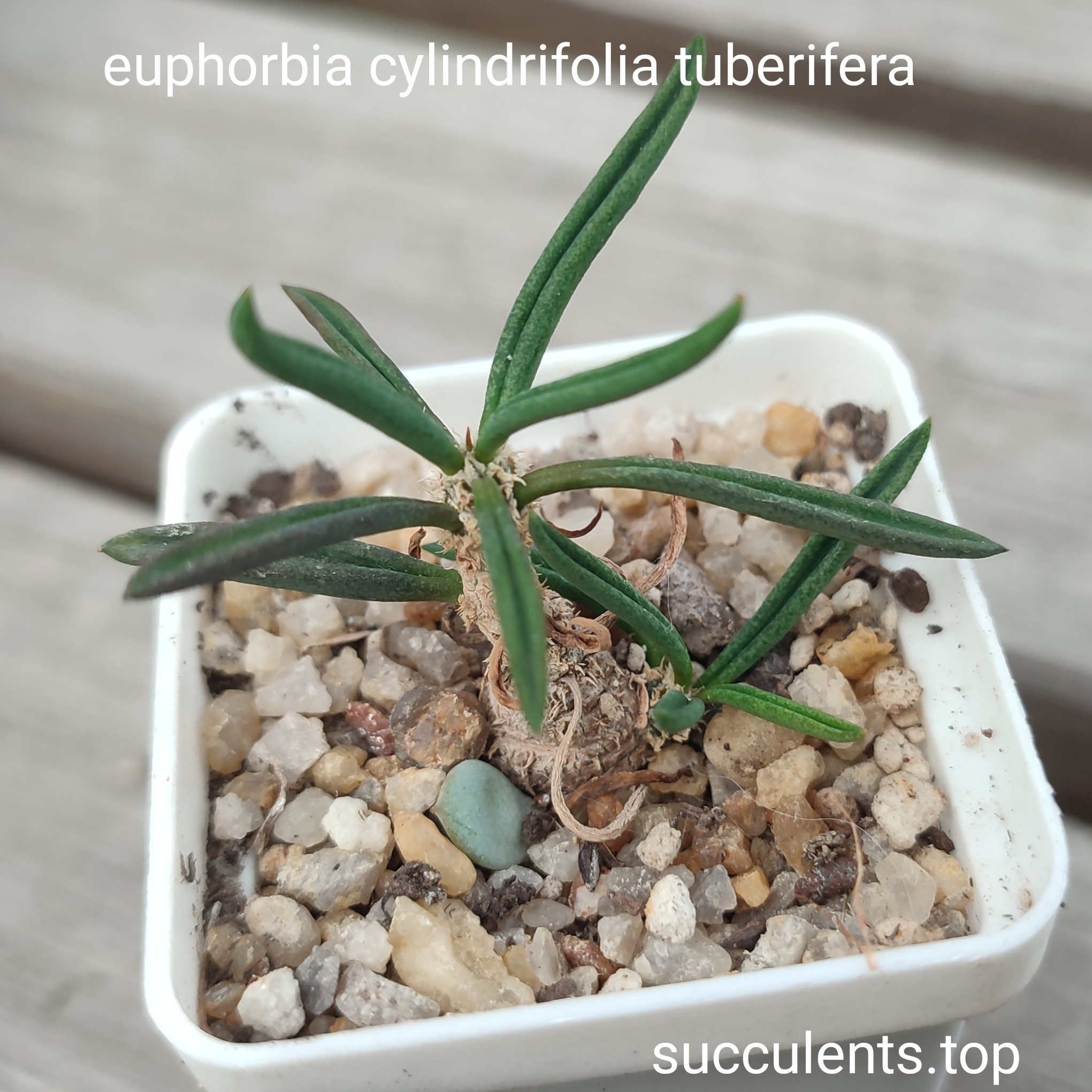 euphorbia cylindrifolia tuberifera