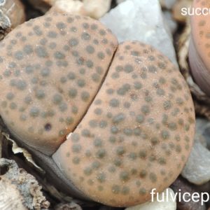 насіння lithops fulviceps C266 seeds