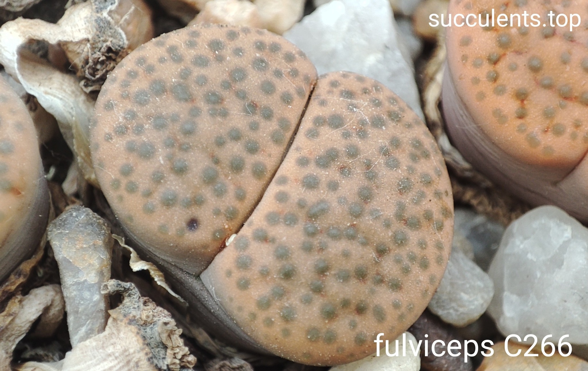 насіння lithops fulviceps C266 seeds